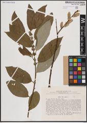 Foto von Salix caprea L.